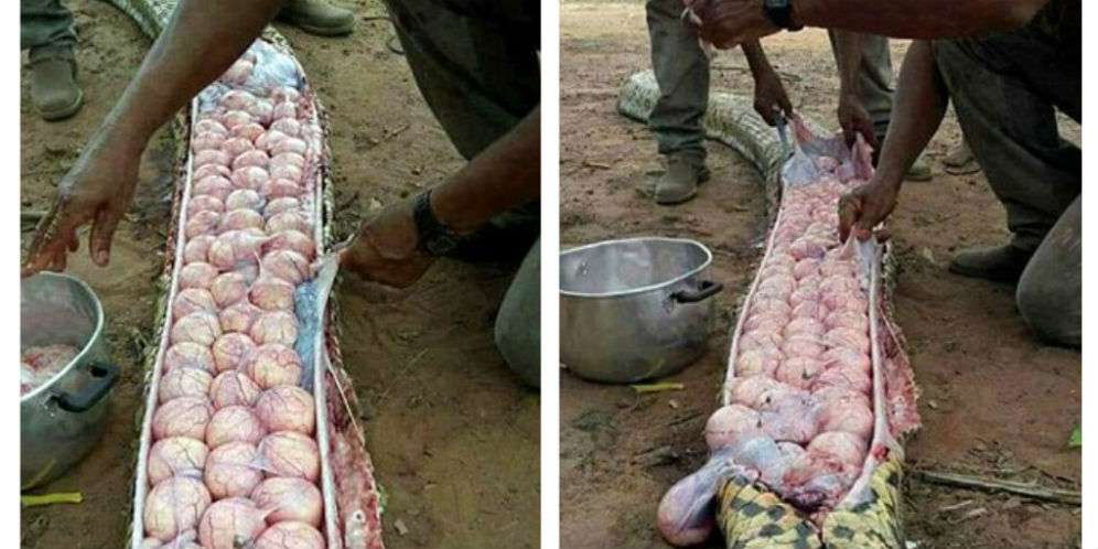 Tubuh Ular Membengkak Dikira Makan Hewan Ternak, Ternyata...