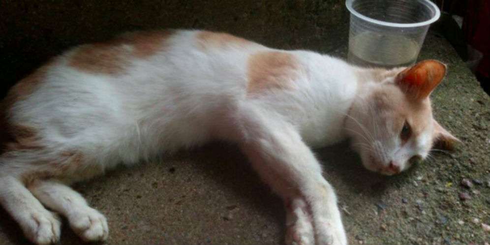 Tak Tahu Sang Majikan Meninggal