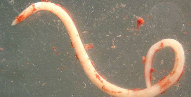 Menderita Anisakiasis