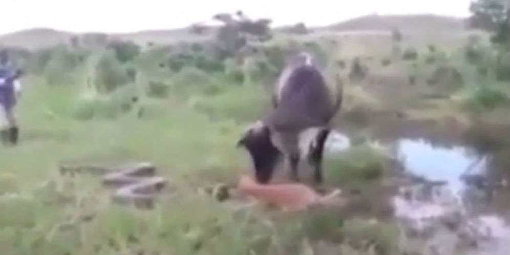 Anak Dibunuh, Ini Dendam Induk Sapi ke Anaconda