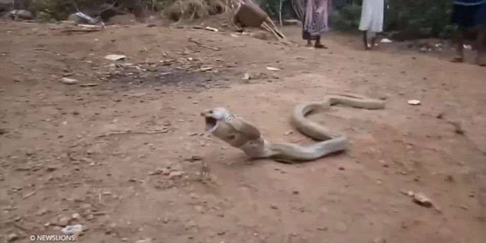 Inilah Videonya