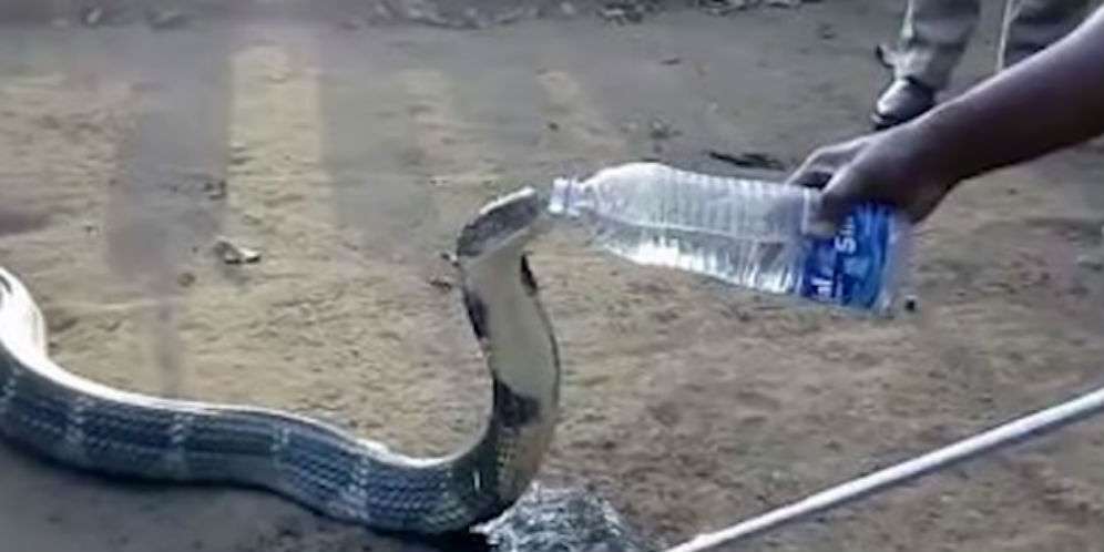 King Kobra Marah Diberi Air Minum, Astaga Reaksinya...