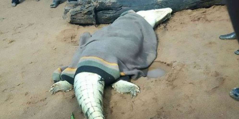 Usai Belah Perut Buaya, Warga Temukan Sesuatu yang Mengerikan