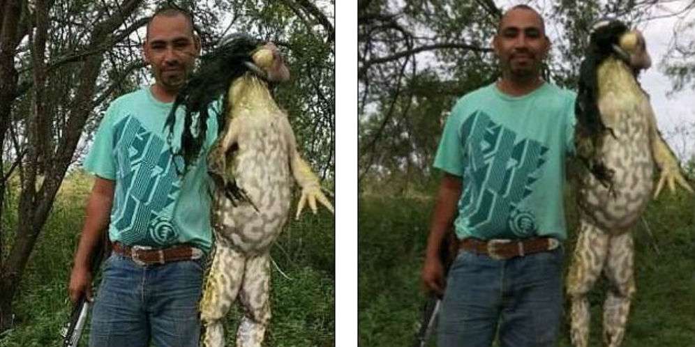 Katak Itu Ternyata...