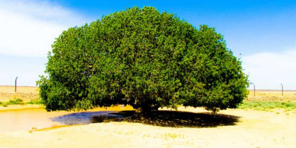 Ditemukan Setelah 1.400 Tahun