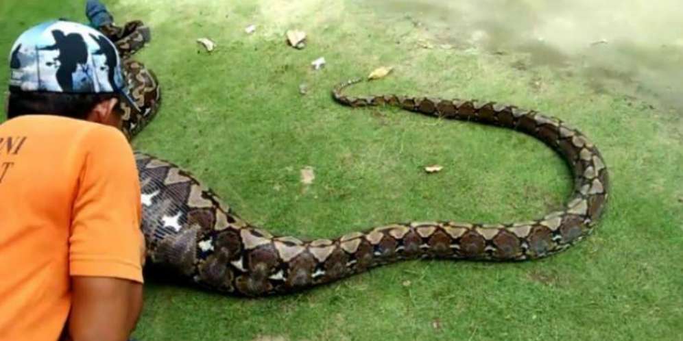 Perut Ular Piton Menggelembung, Astaga yang Dimangsa!