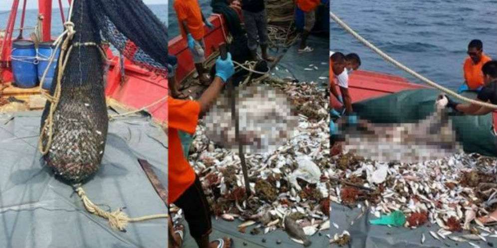 Bukan Ikan yang Didapat, Jaring Nelayan Malah Tangkap...