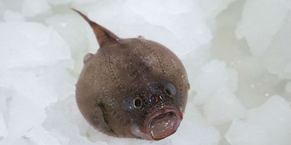 Temuan Mengejutkan Lainnya