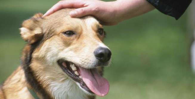 Tepukan Pada Anjing