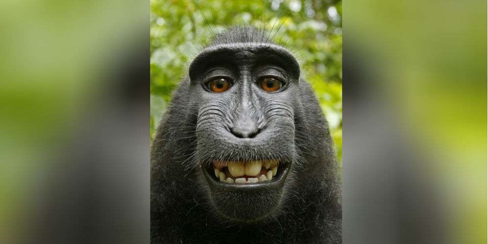 Pengadilan: Hewan Tak Punya Hak Cipta