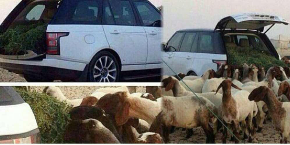 Mobil Rp 3 Miliar Jadi `Gerobak` Kambing
