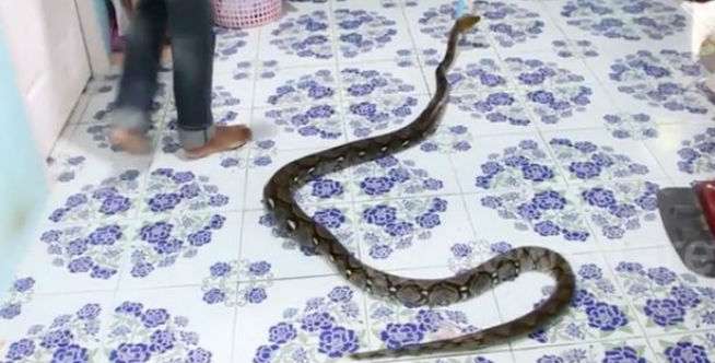 Malaikat Penjaga