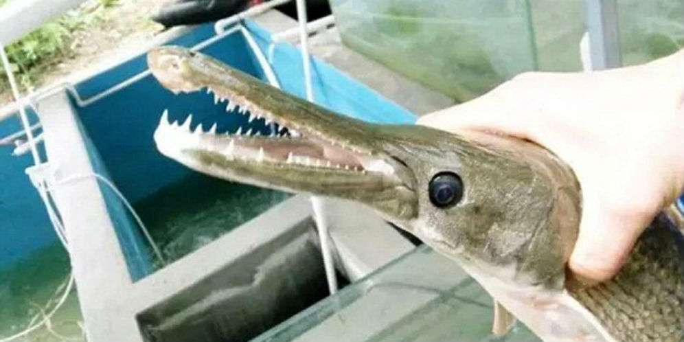 Temuan 'Ikan Monster' Gegerkan Nelayan