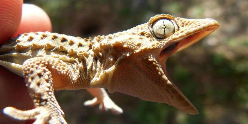 Telinga Pria Ini Kemasukan Tokek Hidup, Saat Dikeluarkan...