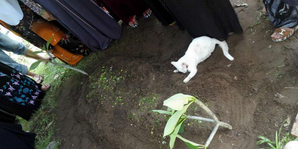 Ternyata kucing itu