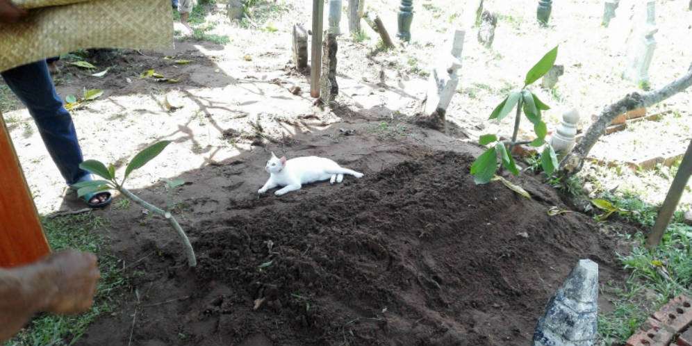 Kucing Putih Itu Datangi Makam, Ternyata...