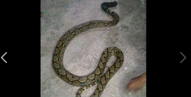 Ini Videonya...