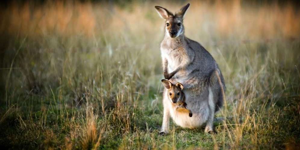 Kangaroo Bonds