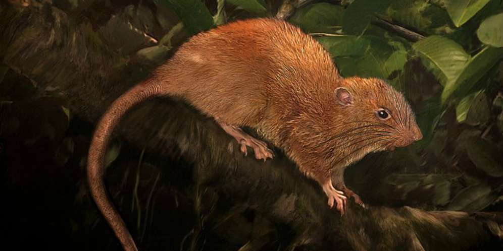 Tikus Got Bukan Tandingannya
