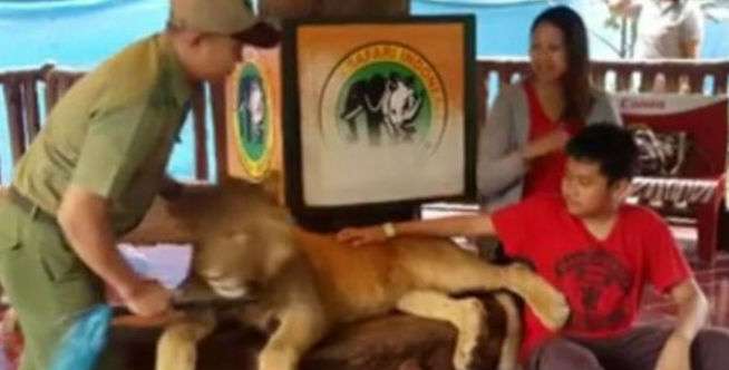 Dituding Bius Bayi Singa, Ini Kata Taman Safari Bogor