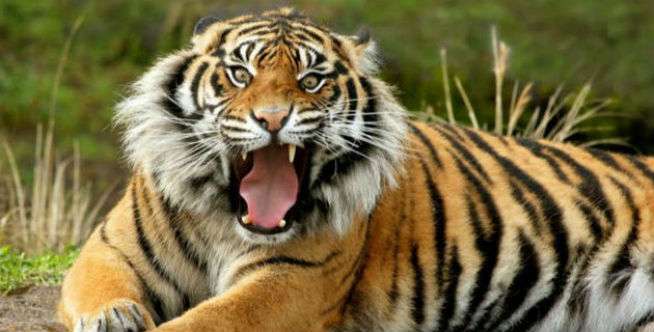 Mengerikan! Rombongan Turis Terjebak di 'Kandang' Harimau