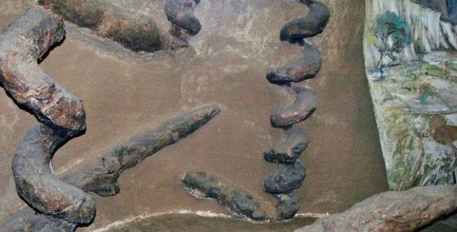 Geger Temuan Batu Spiral Aneh, Ternyata Itu Peninggalan...