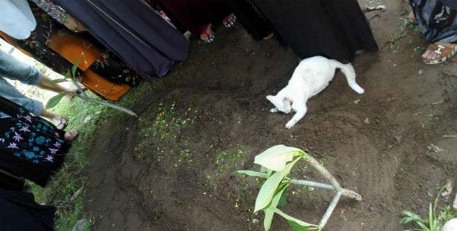 Kucing Putih Itu Datangi Makam, Ternyata...