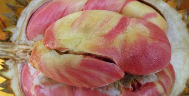 Nggak Nyangka! 5 Daerah di Indonesia Ini Punya Durian Unik