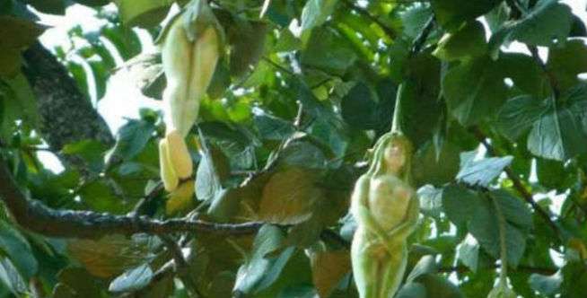 Misteri Pohon dengan Buah Menyerupai Tubuh Wanita