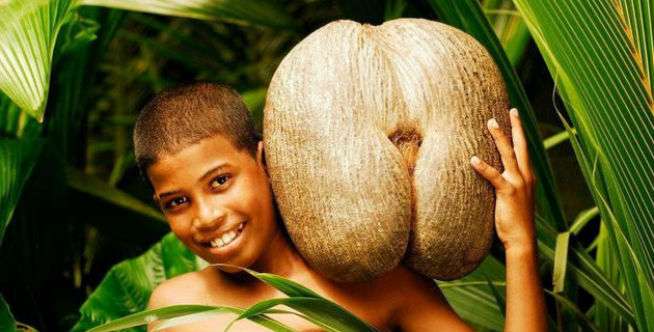 Dianggap Buah Terlarang, Tapi Diincar Pangeran Timur Tengah