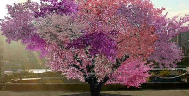 Ajaib! Pohon Ini Bisa Hasilkan 40 Jenis Buah Berbeda Sekaligus