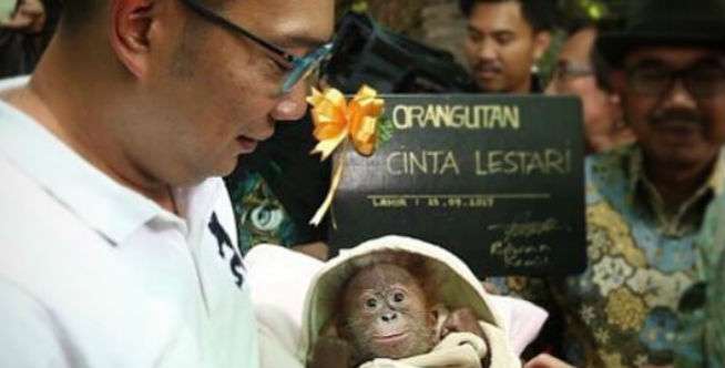 Digendong Kang Emil dan Teh Cinta