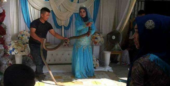Berteman dengan Binatang Berbisa