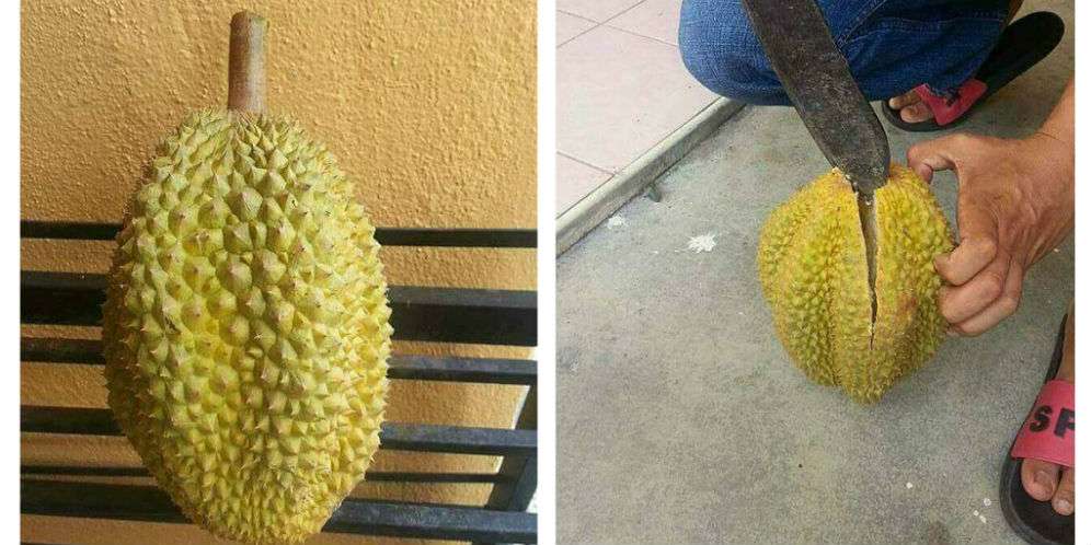 Beli Durian Rp15 Ribu, Saat Dibuka Isinya Bikin Kaget