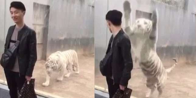 Jenis Harimau Paling Langka di Dunia