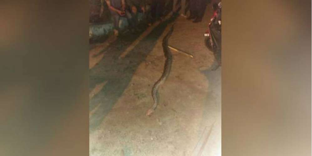 Cuma Pegang Kepala Ular