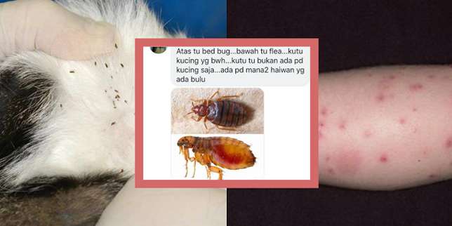 Kenali Kutu Kucing