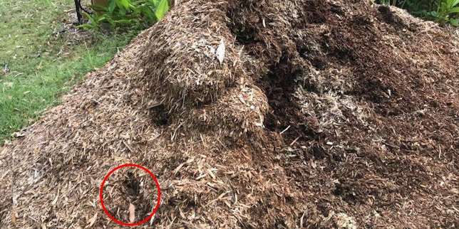 Ternyata Di Sini Ular Piton Itu Bersembunyi