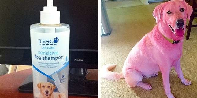 Anjing Jadi Berwarna Pink