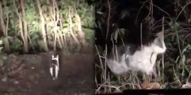 Lihat Aksi Kucing di Sini