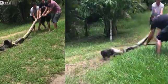Lihat Videonya Yang Menegangkan
