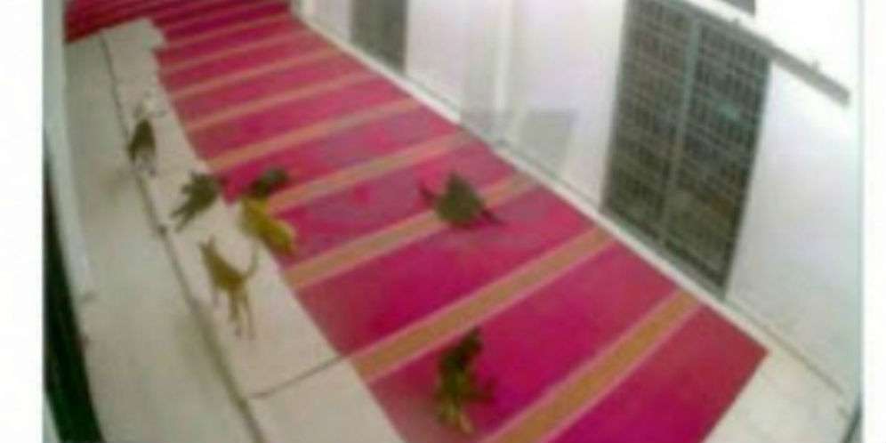 Heboh Anjing Masuk ke dalam Masjid, Astaga Ternyata...