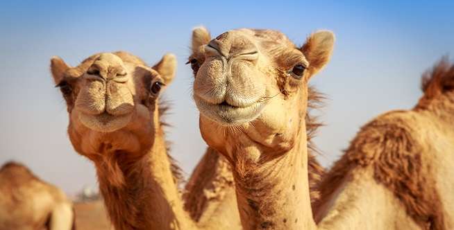 Menonton Balap Unta di Dubai