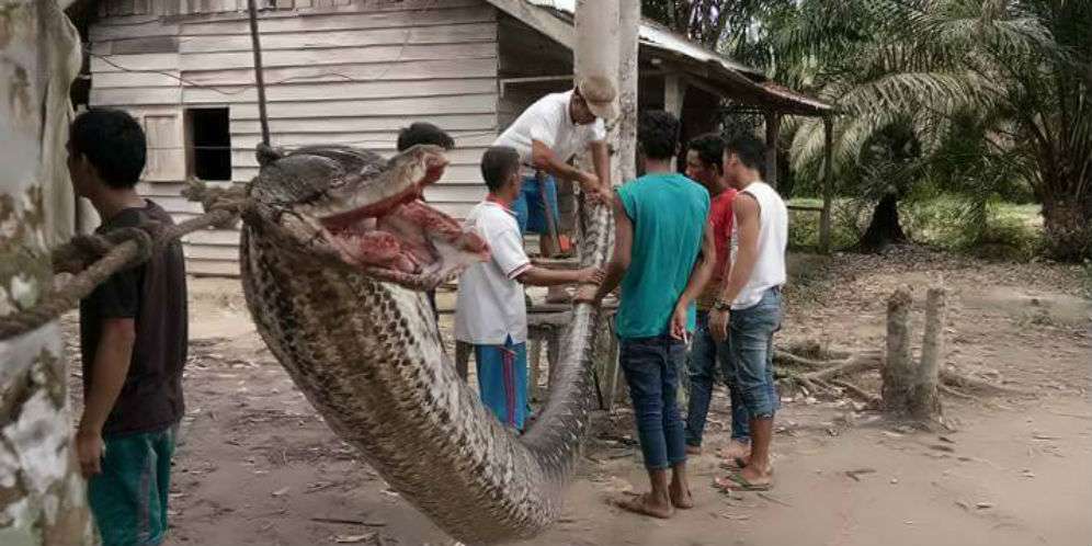 Duel Seru Robert dengan Piton Raksasa