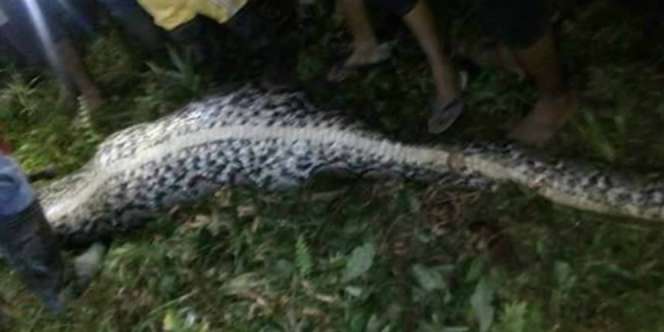 Membuat Mangsa Tetap Utuh