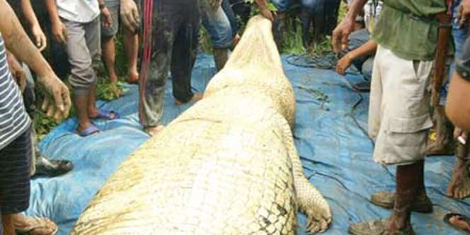 Buaya Mangsa Manusia di Riau, Pas Dibedah Isinya Mengerikan