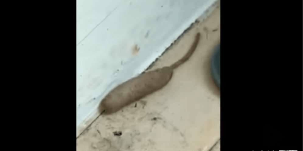 Tahap Kecil Seekor Lalat?