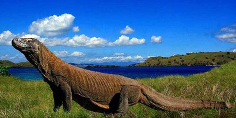 Taman Nasional Komodo Terbakar Parah