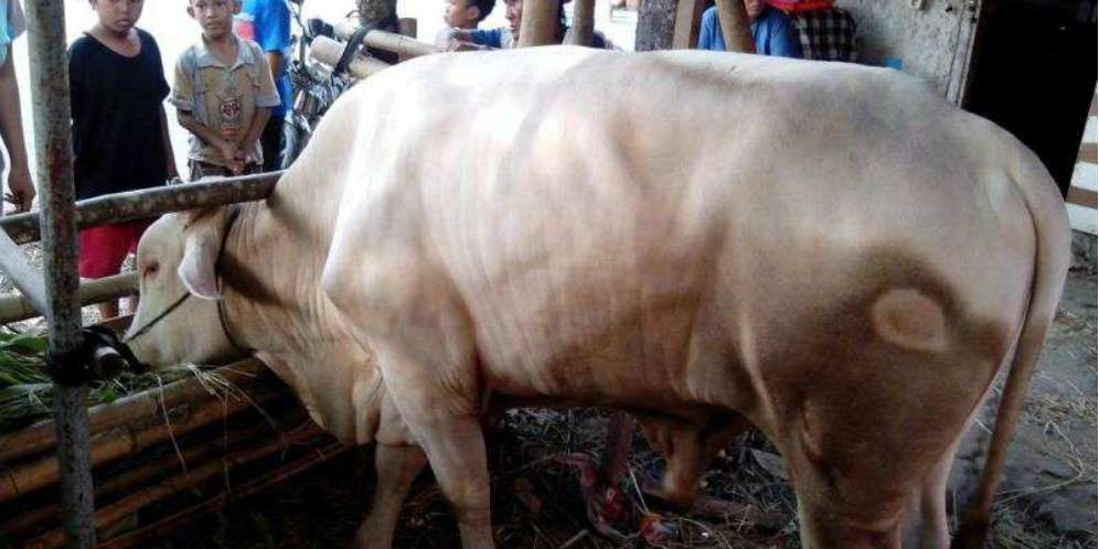 Jual Beli Hewan Kurban