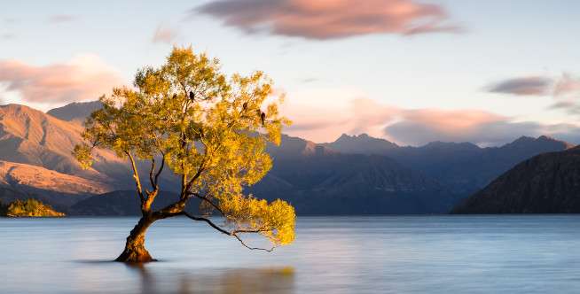 Lone Tree of Lake Wanaka, New Zealand